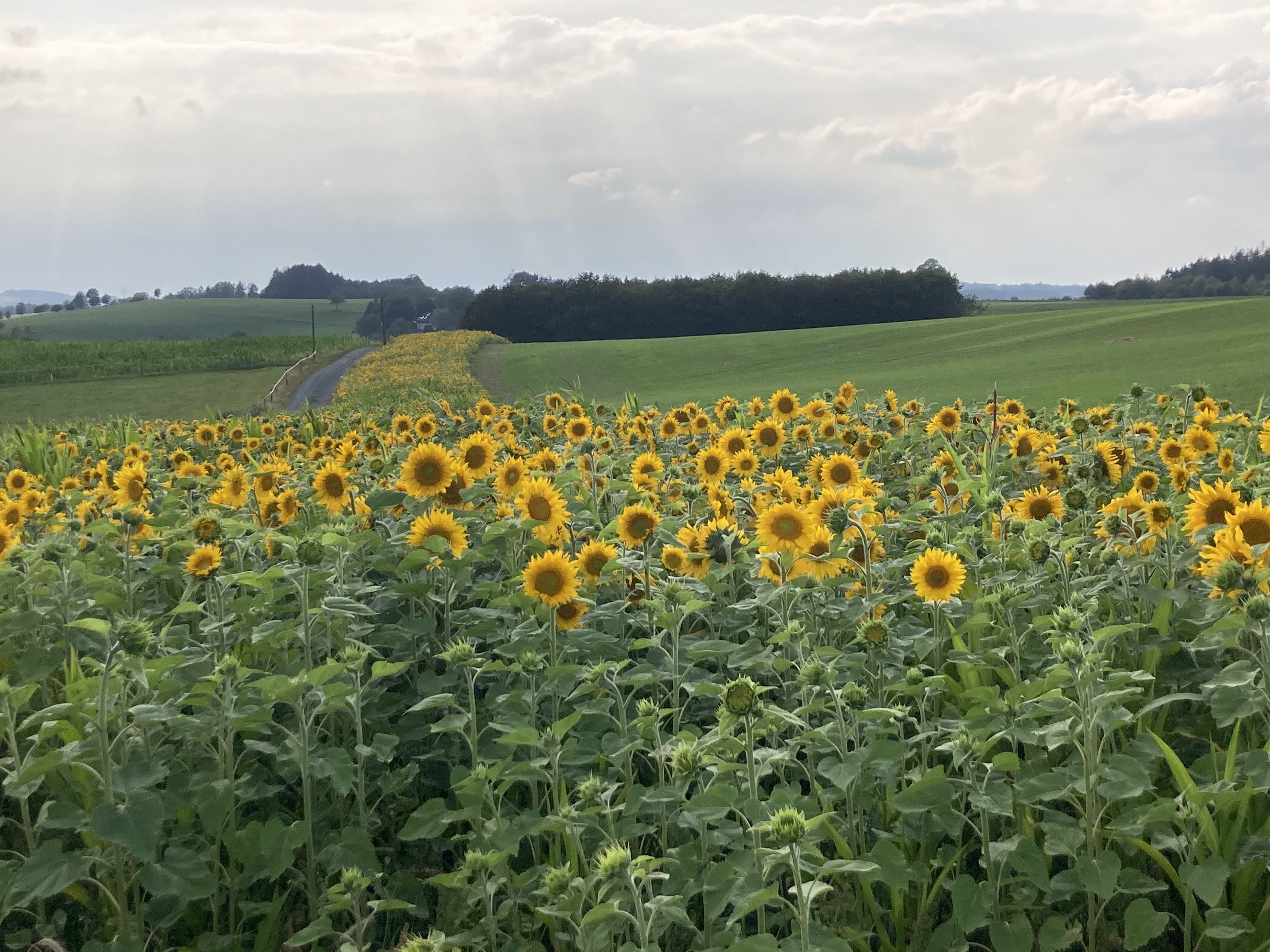 Sonnenblumenfeld Haufe (c) Stefanie Knop