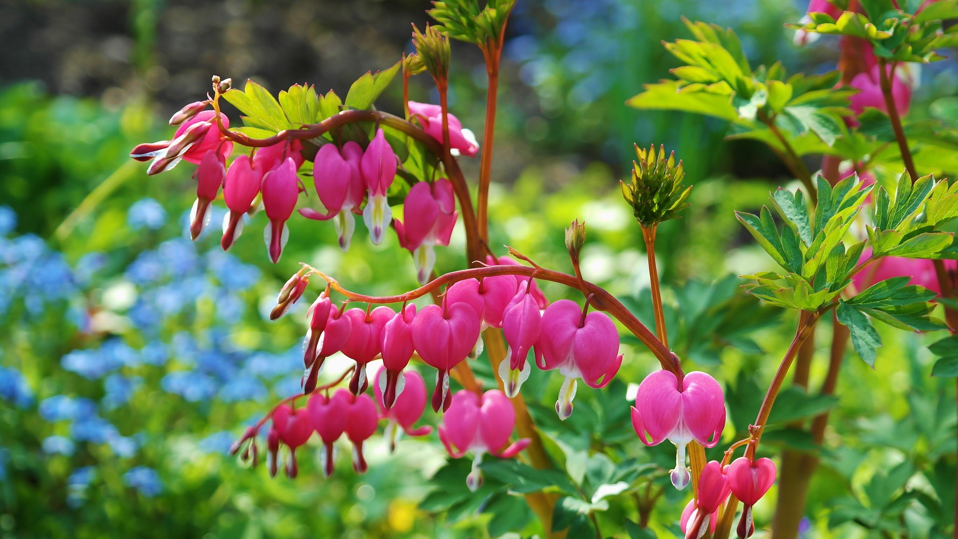 asian-bleeding-heart-748549_1920 (c) Bild von <a href=https://pixabay.com/de/users/ritae-19628/?utm_source=link-attribution&utm_medium=referral&utm_campaign=image&utm_content=748549>RitaE</a> auf <a href=https://pixabay.com/de/?utm_source=link-attribution&utm_medium=referral&utm_campaign=image&utm_content=748549>Pixabay</a>