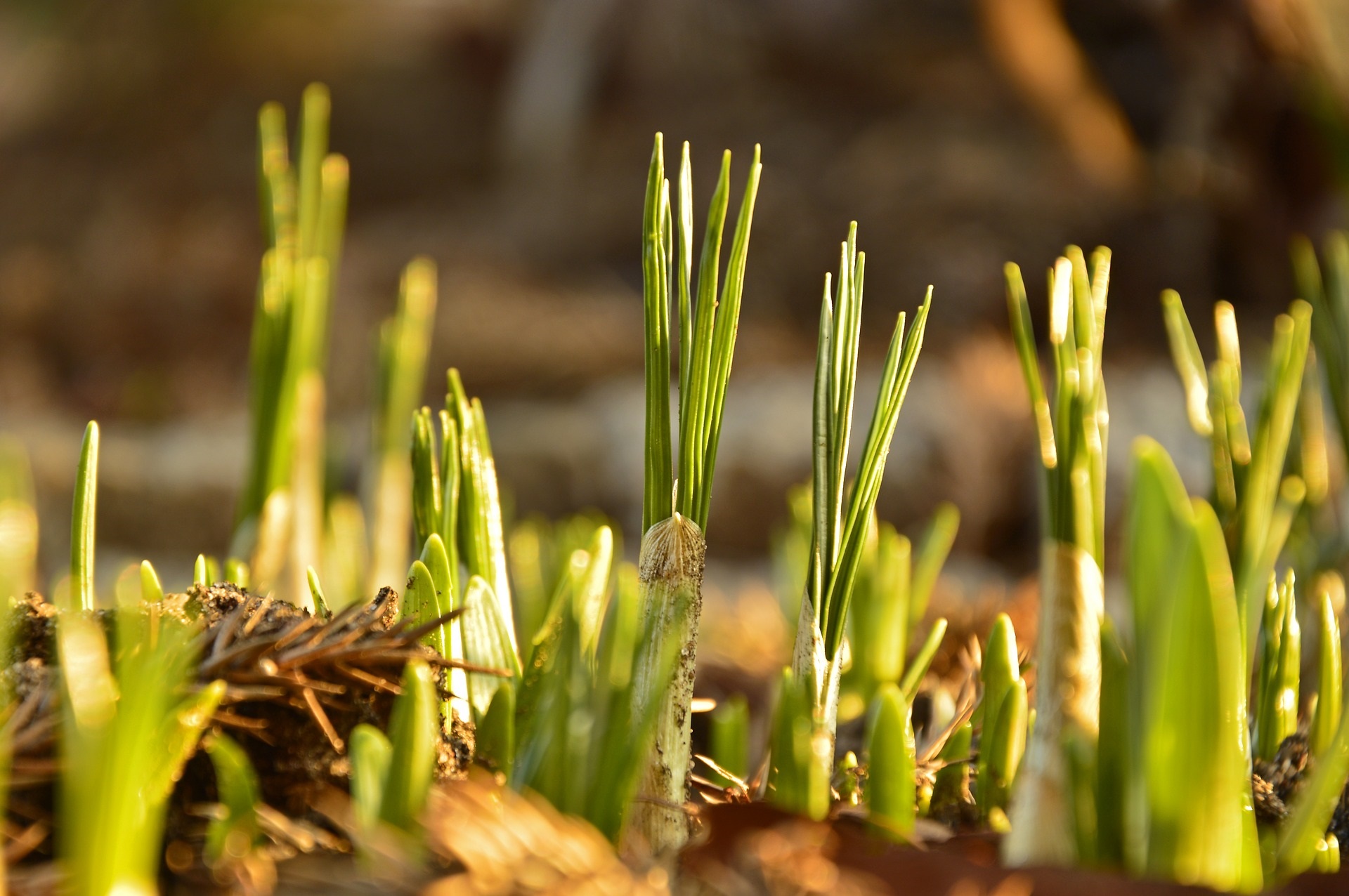 crocus-4001781_1920 (c) Bild von <a href=https://pixabay.com/de/users/peggychoucair-1130890/?utm_source=link-attribution&utm_medium=referral&utm_campaign=image&utm_content=4001781>Peggy Choucair</a> auf <a href=https://pixabay.com/de/?utm_source=link-attribution&utm_medium=referral&utm_campaign=image&utm_content=4001781>Pixabay</a>