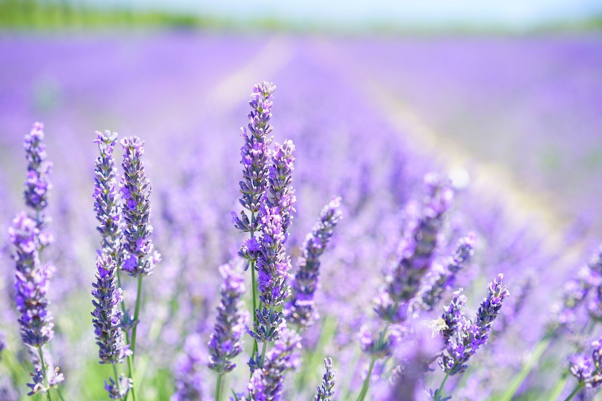 lavender-g95f363e2a_1920 (c) Pixabay