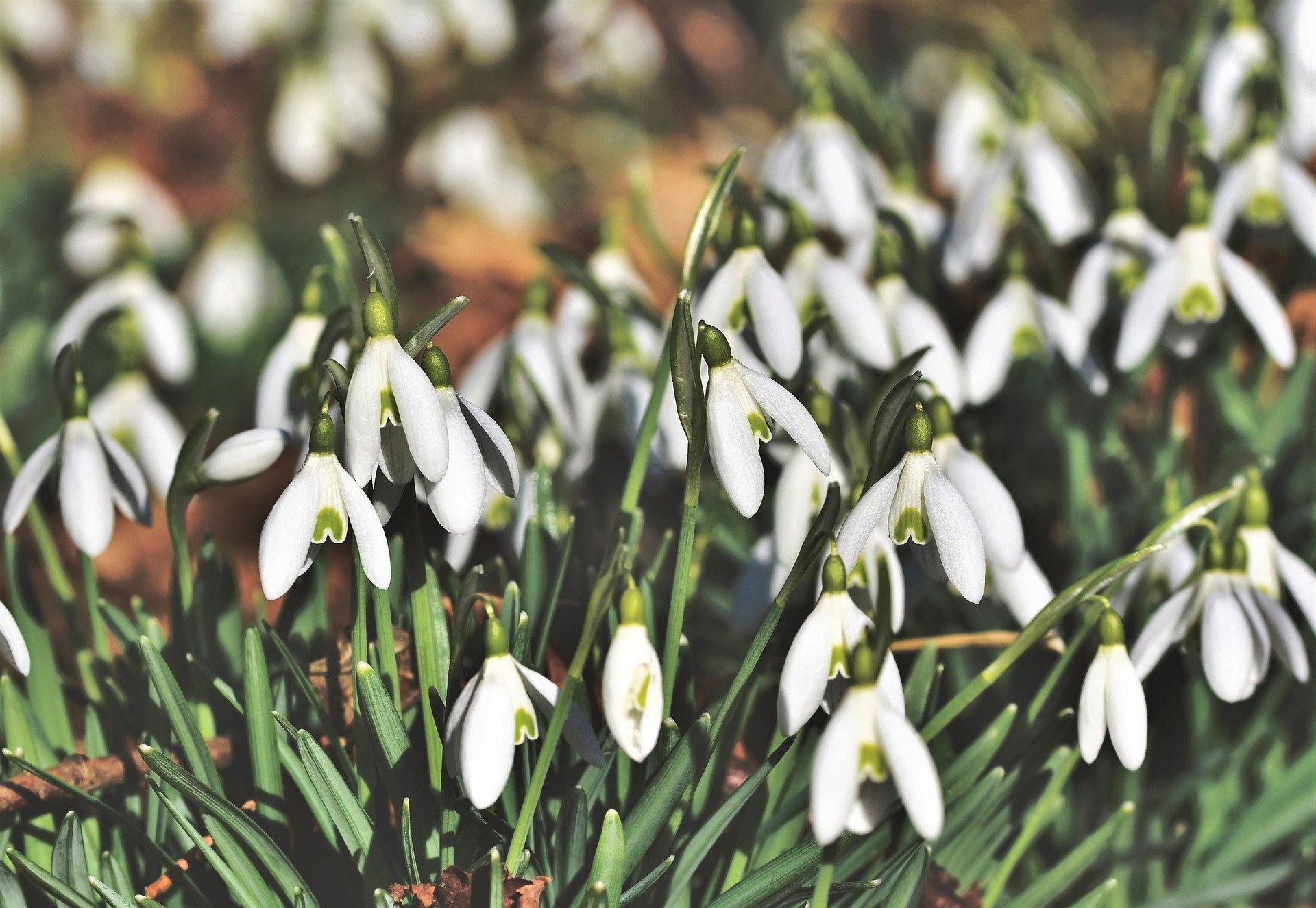 snowdrop-4954274_1920 (c) pixabay