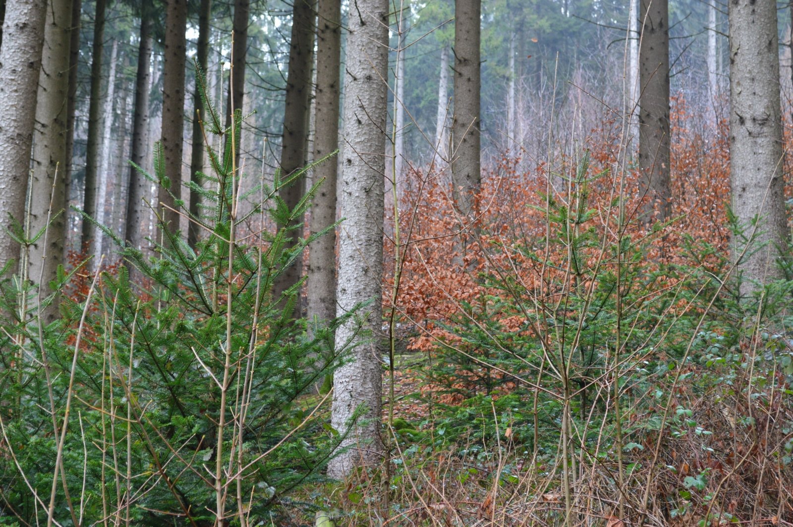 Foto - Wald   Jagd (c) Torsten Dörmbach (Forstwirt)